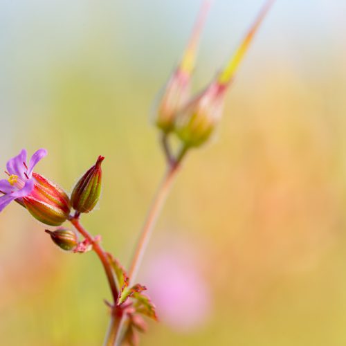 as cores da natureza seduzem os olhos
