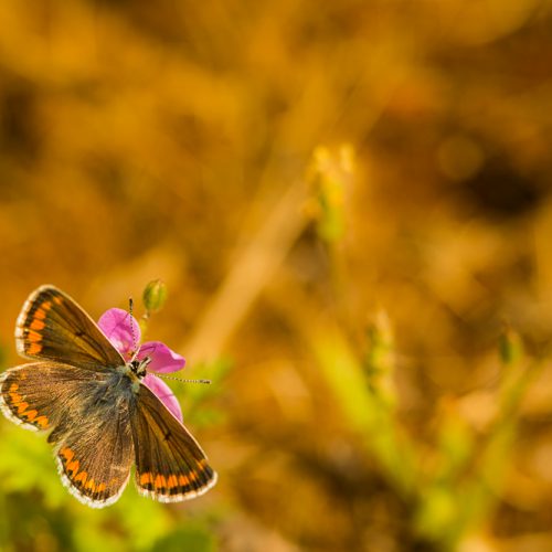cores de meia-cor pairam na natureza e envolvem a borboleta