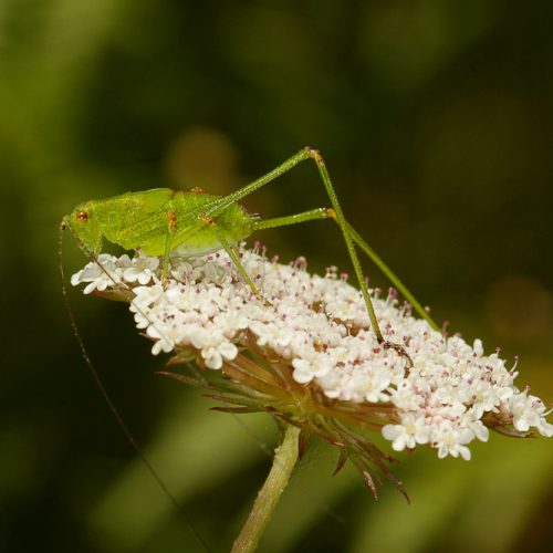 Grilo