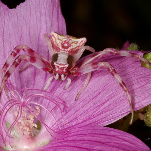 Aranha caranguejo