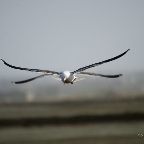 gaivota de 4 asas