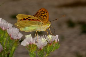 borboleta
