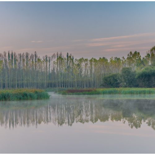 Bétulas na Laguna