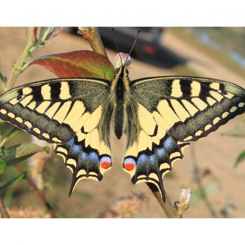 borboleta