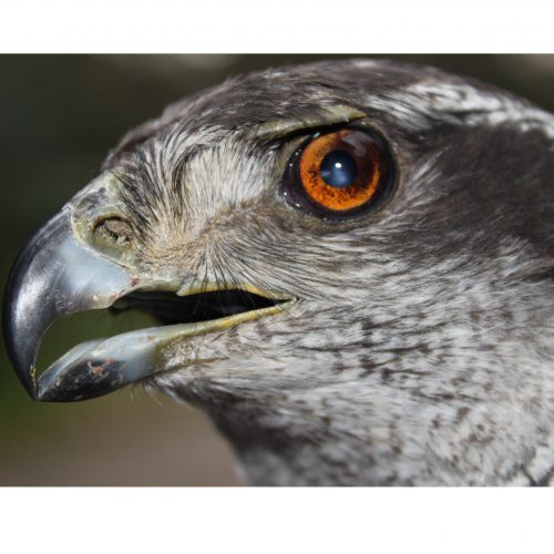 gentilis