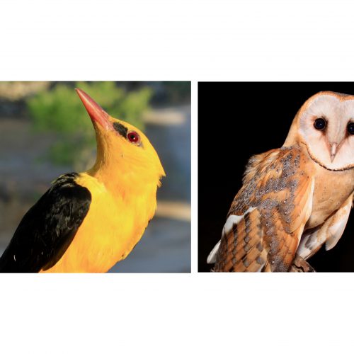 oriolus + tyto