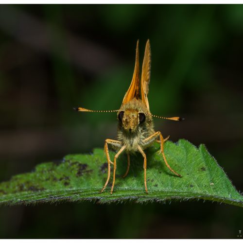 _DSC4133-Editar-2-Edit-Edit-2