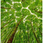 Velhas amigas
|Requeixo
|abril 2020