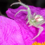 Aranha