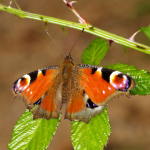 Borboleta pavão