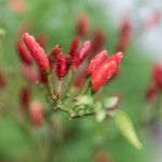 |2020 ©Hélder Bernardo
|www.helderbernardo.com