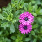 |2020 ©Hélder Bernardo
|www.helderbernardo.com