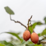 |2020 ©Hélder Bernardo
|www.helderbernardo.com