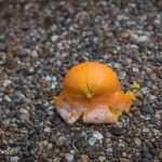 |2020 ©Hélder Bernardo
|www.helderbernardo.com