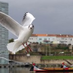 Gaivota