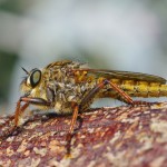 Mosca (moscardo)