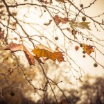 Folhas
|S. João de Loure