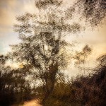 caminho rural
|Oliveirinha