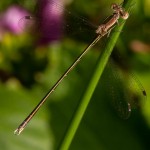 Libelinha
|Rio Antuã - Estarreja