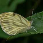 Borboleta - pieris napi
|Rio Antuã - Estarreja