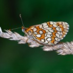 Borboleta - Melitaea athalia
|Vouzela