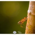 Mosca | Serra da Boa Viagem