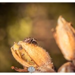 Aranha | Serra da Boa Viagem