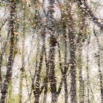 "Salgueiros em flor"