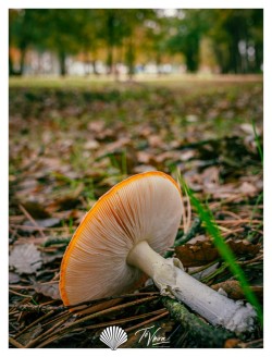 mushroom fall | Oliveira do Bairro