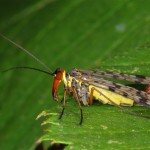 MOSCA-ESCORPIÃO