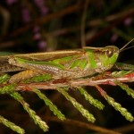 GAFANHOTO