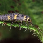 LARVA DE JOANINHA