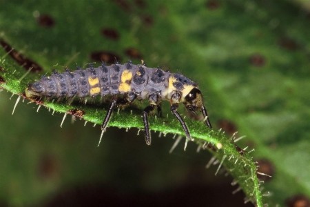 LARVA DE JOANINHA