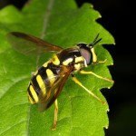 MOSCA OU VESPA?