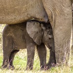 Elefante Africano (Loxodonta africana)