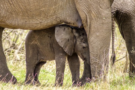 Elefante Africano (Loxodonta africana)