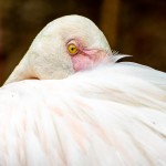 Flamingo (Phoenicopterus roseus)