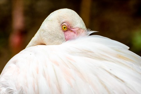 Flamingo (Phoenicopterus roseus)