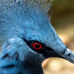 Pombo Coroado (Goura victoria)