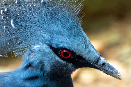 Pombo Coroado (Goura victoria)