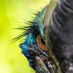 Casuar (Casuarius casuarius)