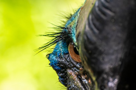 Casuar (Casuarius casuarius)