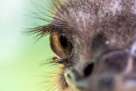 Avestruz (Struthio camelus)