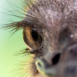 Avestruz (Struthio camelus)