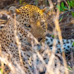 Leopardo (Panthera Pardus)