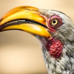 Calau de Bico Amarelo (Tockus leucomelas)