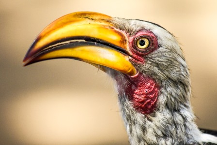Calau de Bico Amarelo (Tockus leucomelas)