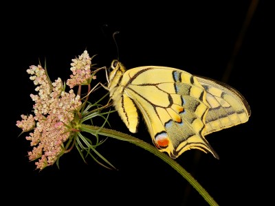 Papilio machaon
BORBOLETA CAUDA-DE-ANDORINHA
