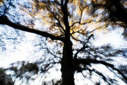 Raízes na Terra, sonhos no céu. Raízes na Terra, sonhos no céu.