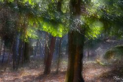 Onde o sol se perde em sombras verdes. Onde o sol se perde em sombras verdes.